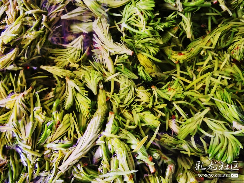 昆明人的春天尝花吃芽嚼莱根