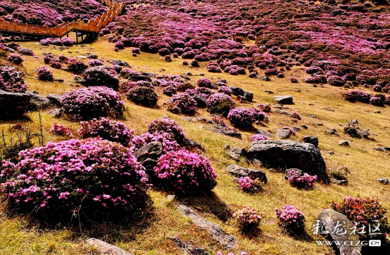 游禄劝马鹿塘杜鹃花海,感受杜鹃花魅力!