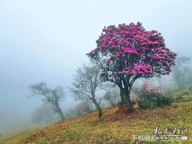 轿子雪山杜鹃花最美人间四月天