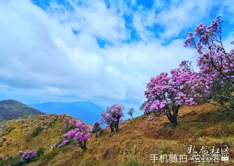 轿子雪山杜鹃花,最美人间四月天