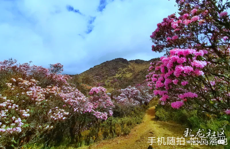 轿子雪山杜鹃花,最美人间四月天