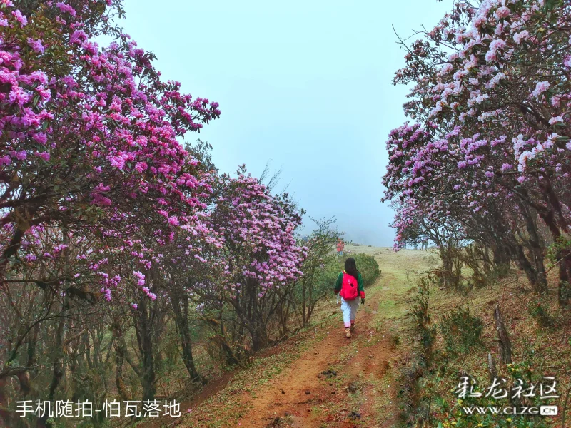 轿子雪山杜鹃花,最美人间四月天