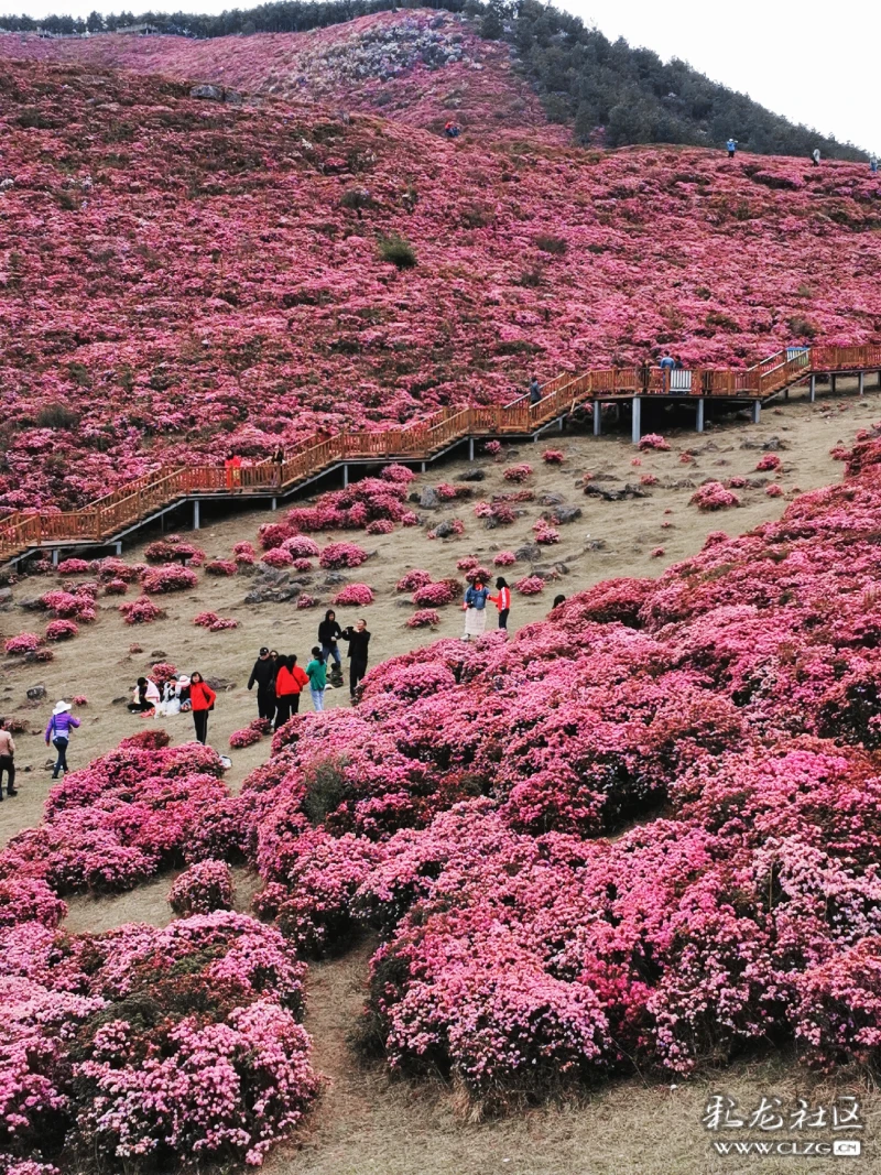 杜鹃花开马鹿塘