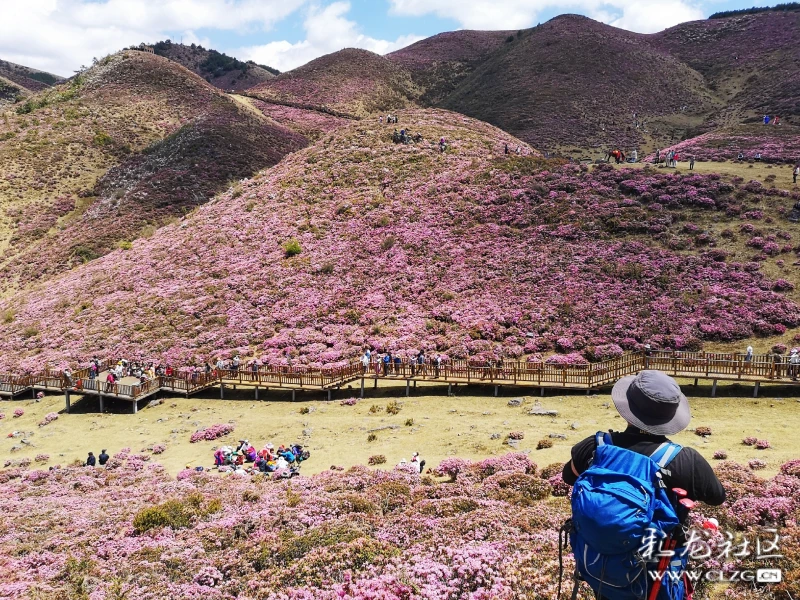 谷雨时节的马鹿塘杜鹃花海