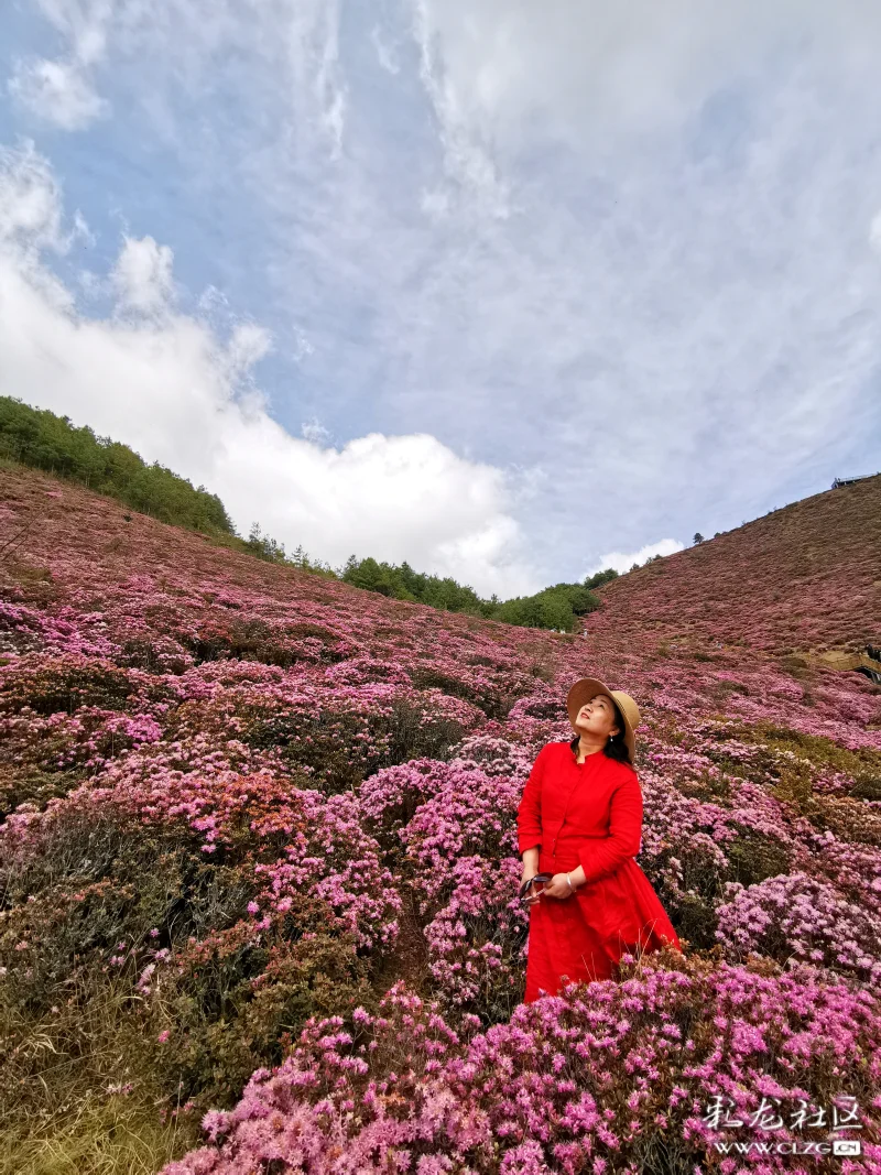 随手拍都是美景的马鹿塘杜鹃花海