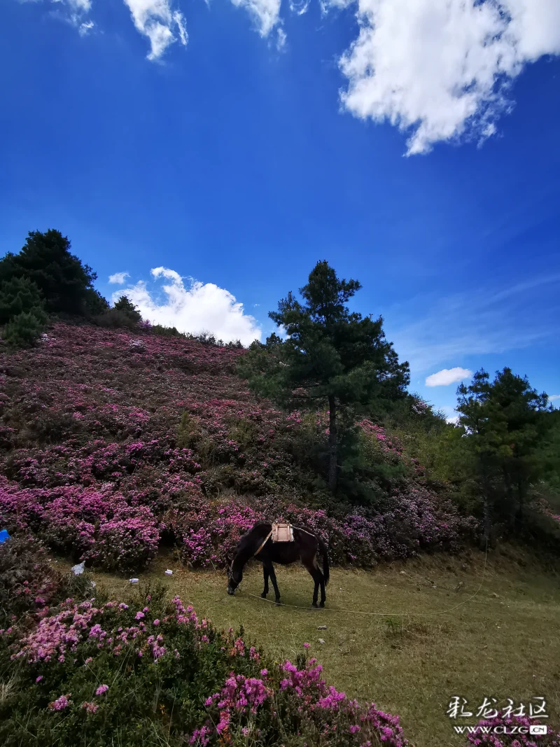 随手拍都是美景的马鹿塘杜鹃花海