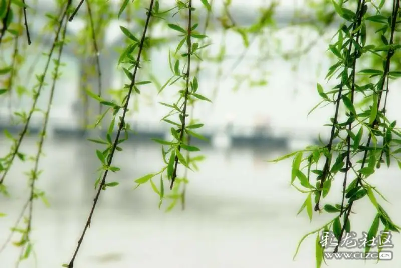 转听春雨淅淅沥沥