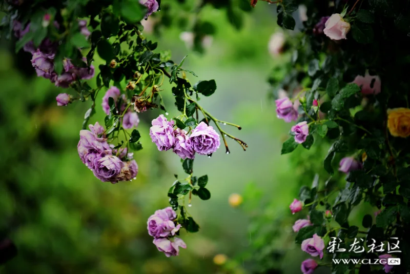 雨打鲜花花更鲜.