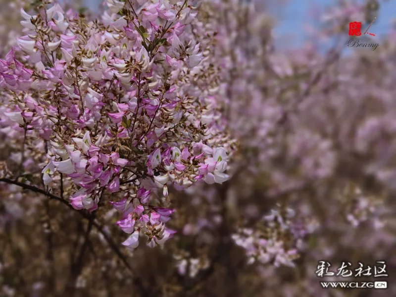 小雀花