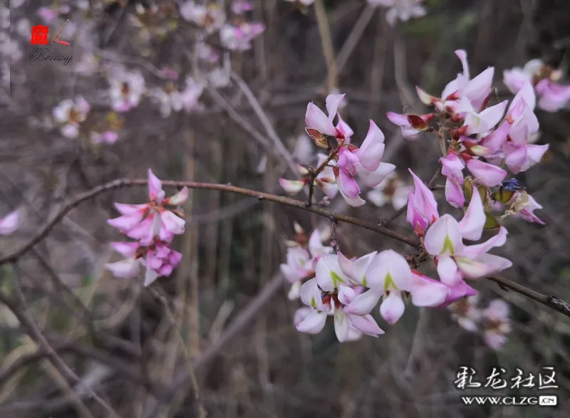 小雀花