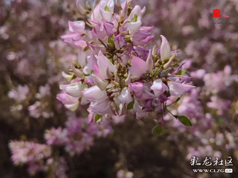 小雀花