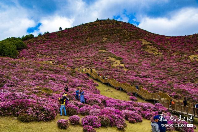 马鹿塘杜鹃花海 词图/山夫