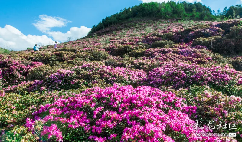 人潮花潮(组照)～五一期间,禄劝县马鹿塘杜鹃花海印象