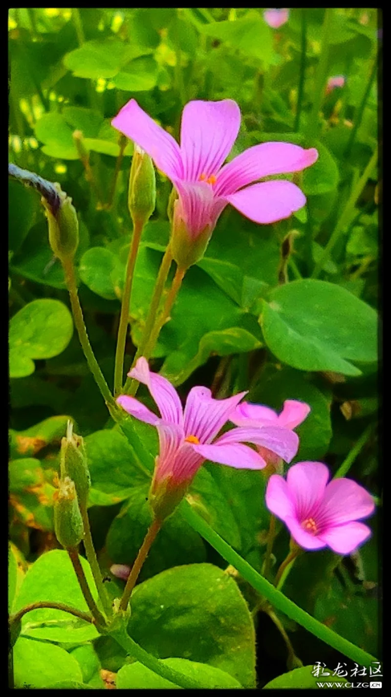 小游园里的红花酢浆草