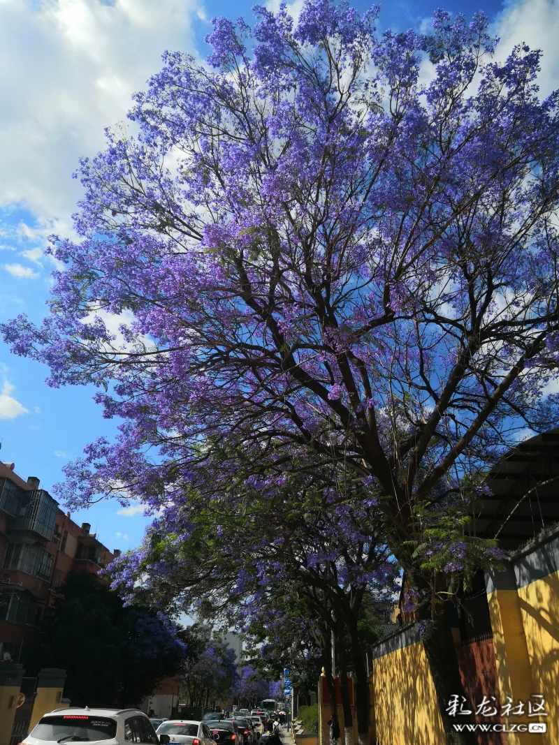 教场中路的网红蓝花楹