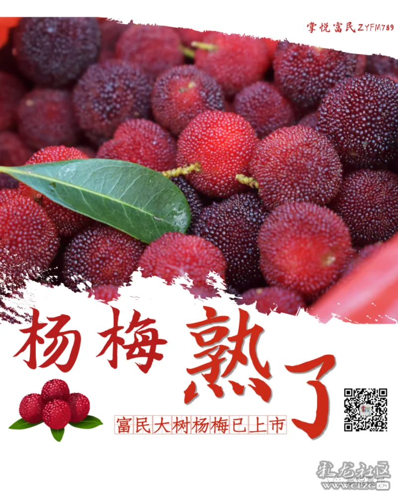 富民杨梅熟啦!高速降价,杨梅正熟 ,摘杨梅的走起!