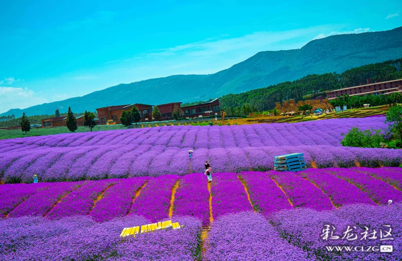 云南弥勒东风韵薰衣草基地