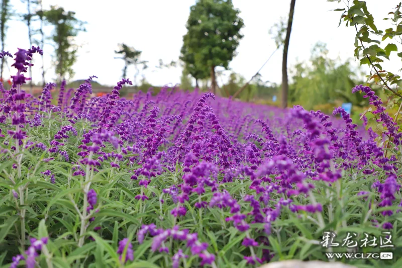 每日一花之紫柳花