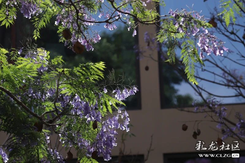 雨后篮花楹