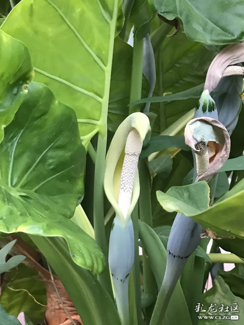 海芋花也叫滴水观音