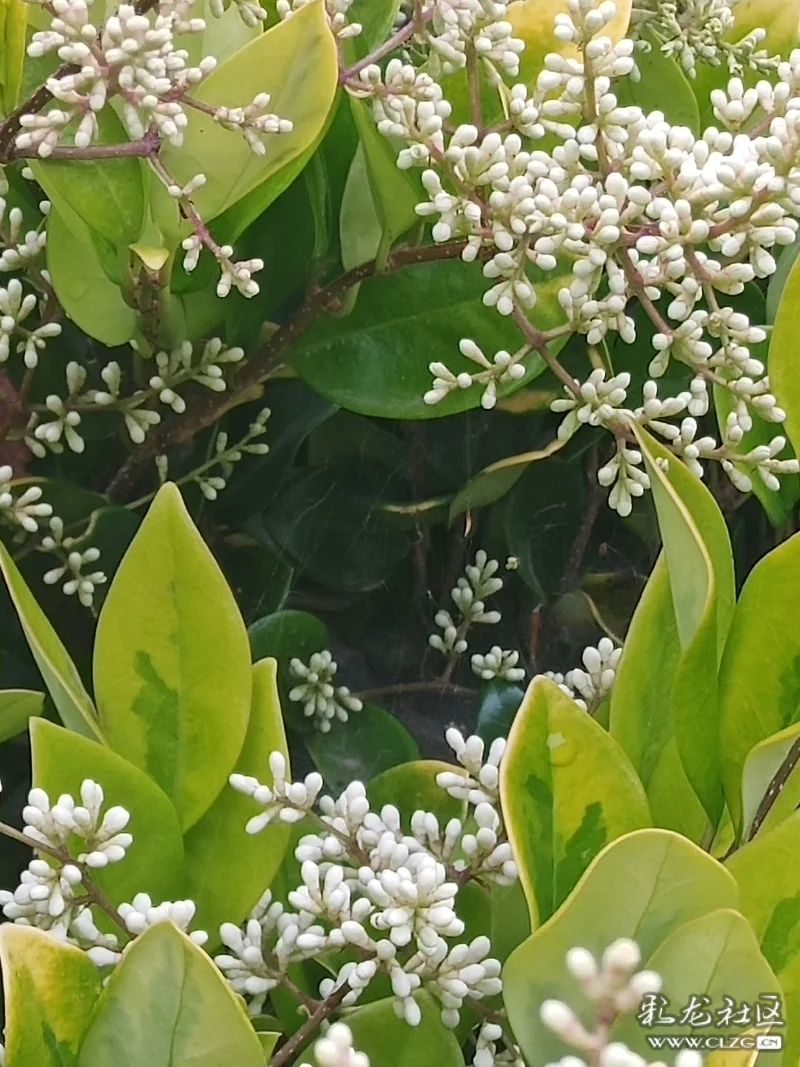 花语:女贞花的花语中能够表达出"永远不变的爱,把持不住,抛弃旧思想