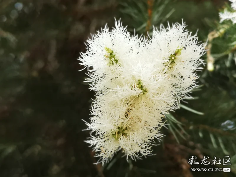 你见过这种花了吗,白千层