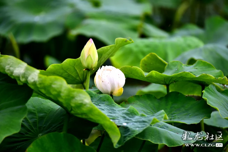 夏雨天雨打荷花雨自流