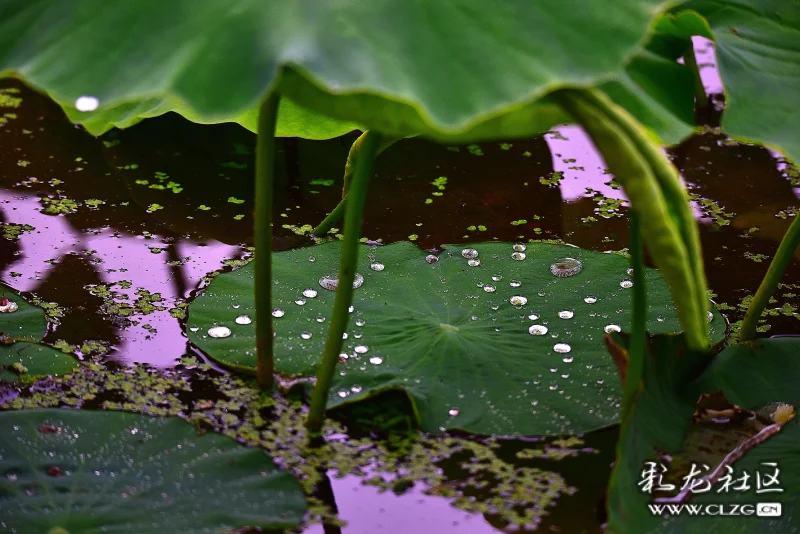 夏雨天雨打荷花雨自流