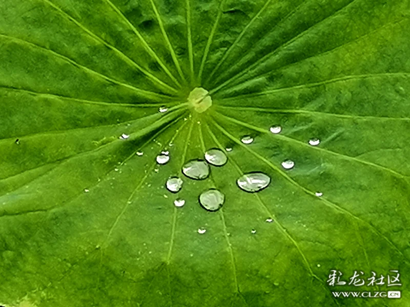 夏雨天雨打荷花雨自流