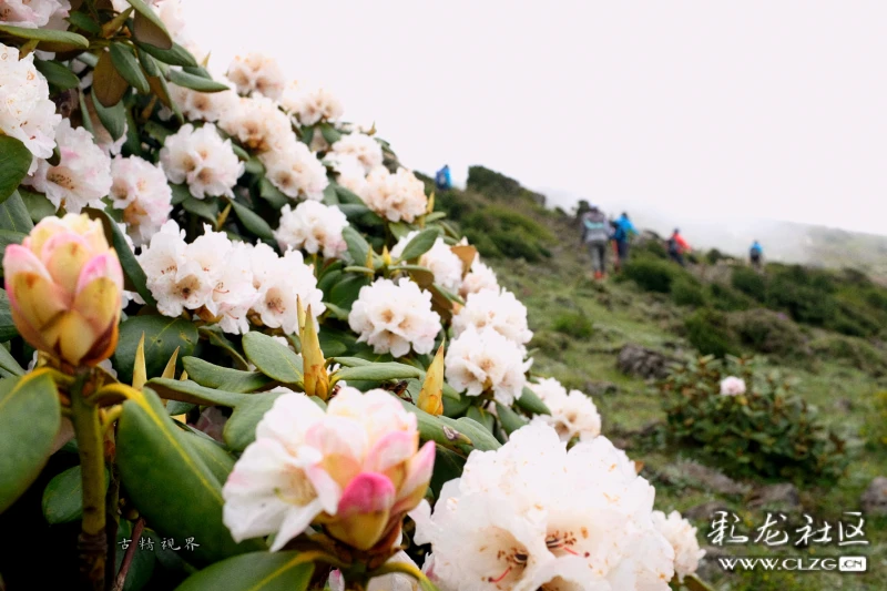 东川大牯牛山的壮美景色