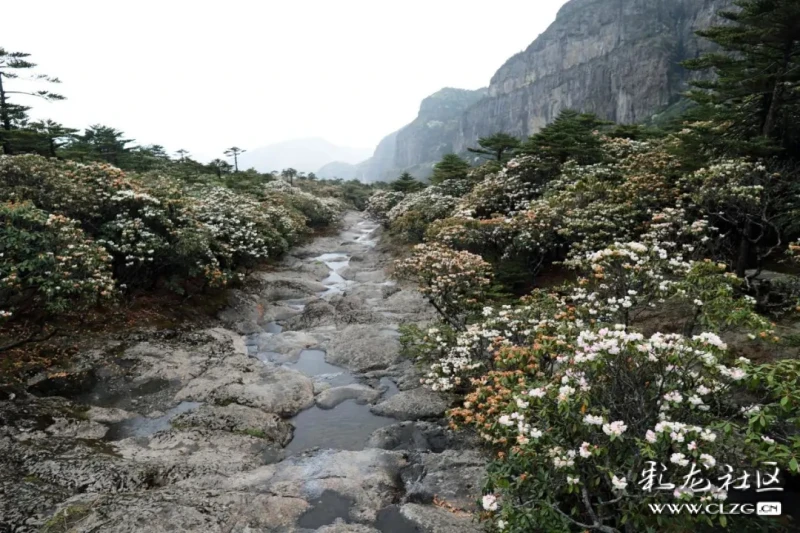 禄劝轿子山风景区位于禄劝县乌蒙乡北依金沙江有数峰远观似花轿故得名