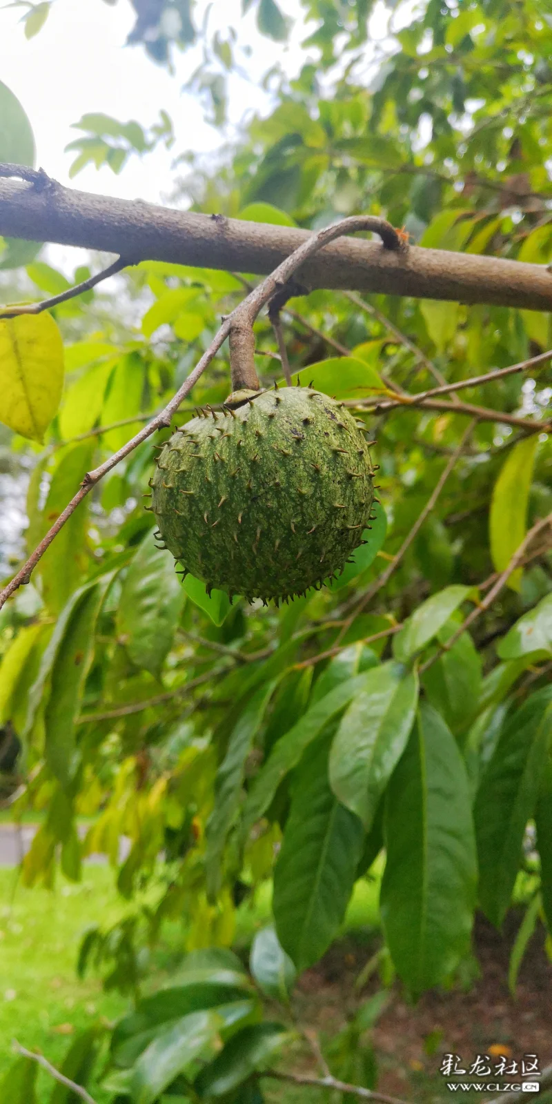 刺果番荔枝