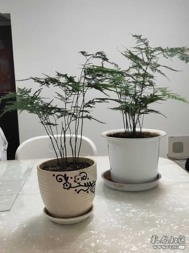 我的植物朋友文竹