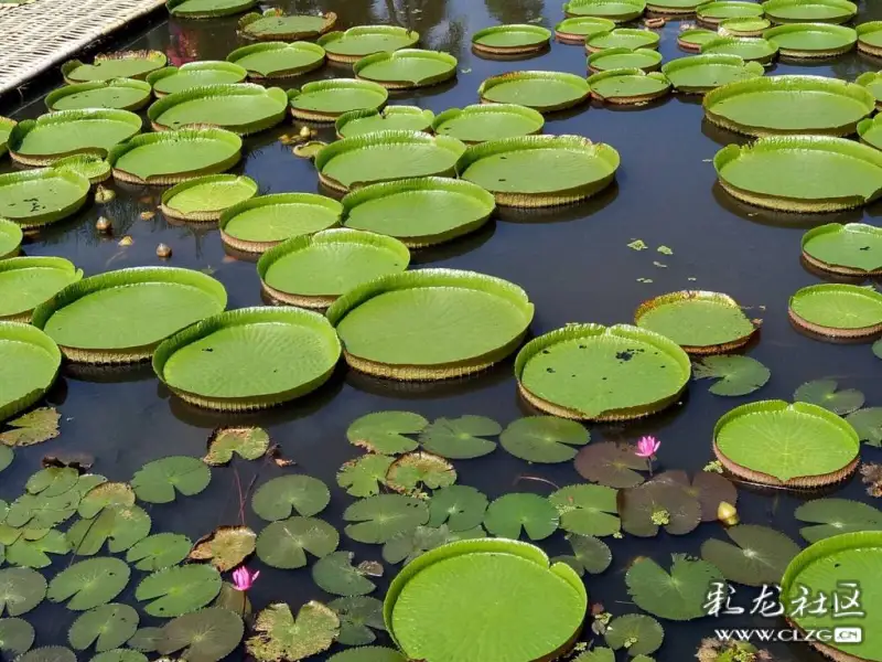 现在,王莲叶子的结构原理已经应用于城市建筑,许多现代化的机场大厅