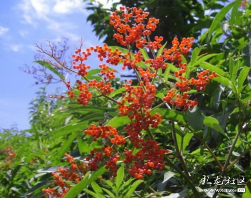 接骨草认识了这种草也就认识了一味药