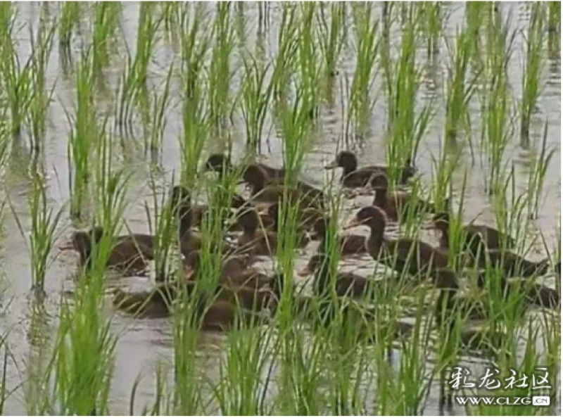 稻子上的小虫给小鸭子补充 纯天然的蛋白营养 小鸭子的粪便又为水稻