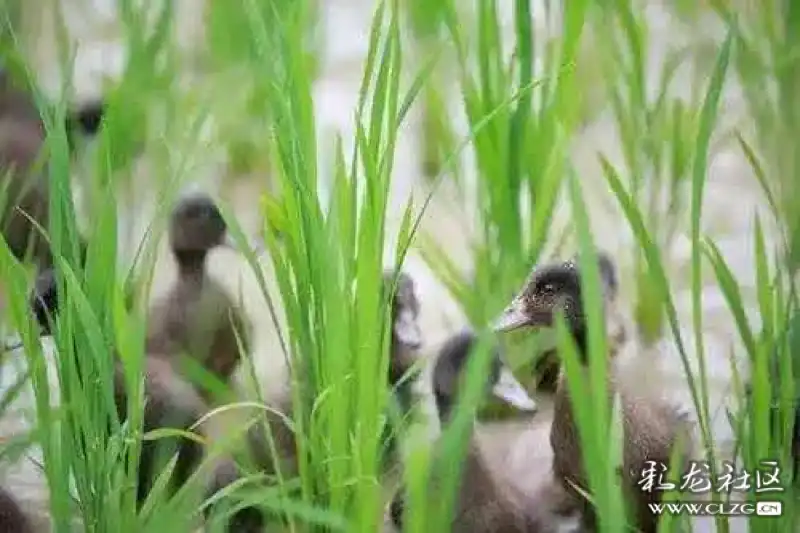 鸭子通过吃杂草和害虫所排出粪便 是水稻生长所需要的难得的养分 施肥