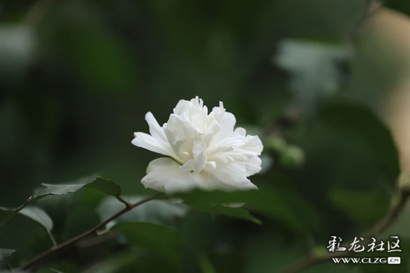 朝开暮落木槿花