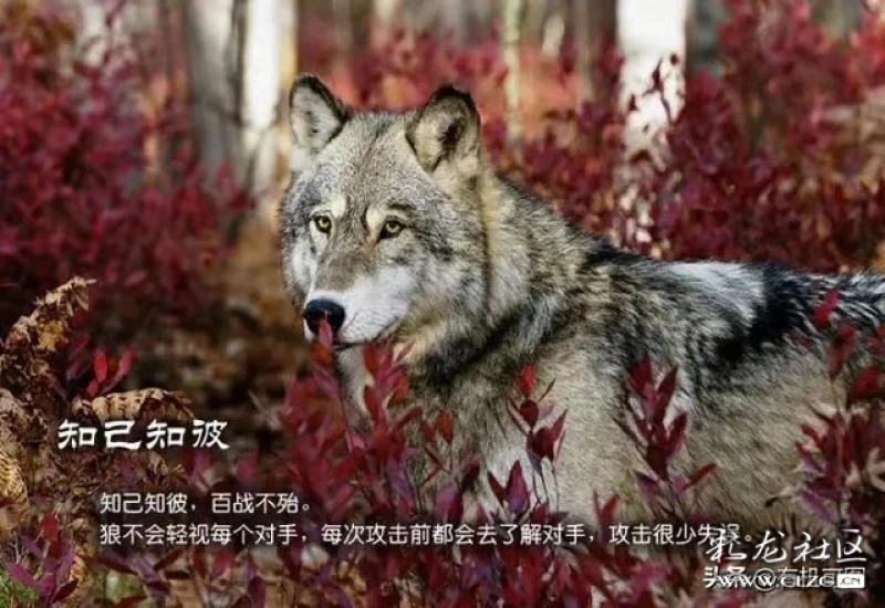 狼(雪山雄鹰)