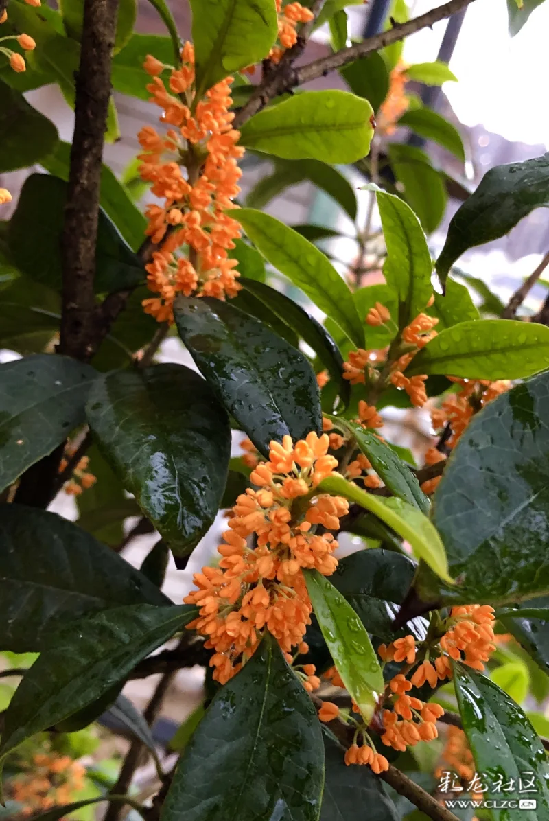 雨中金桂
