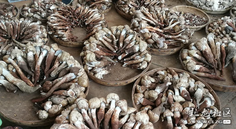 青头菌,无毒,是云南最常见也是云南人最喜欢吃的菌之一,能炒,能煮汤