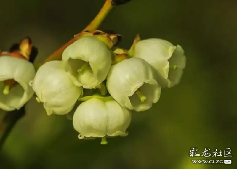 水果花系列之十二蓝莓经常吃铜铃状的蓝莓花还是第一次见到