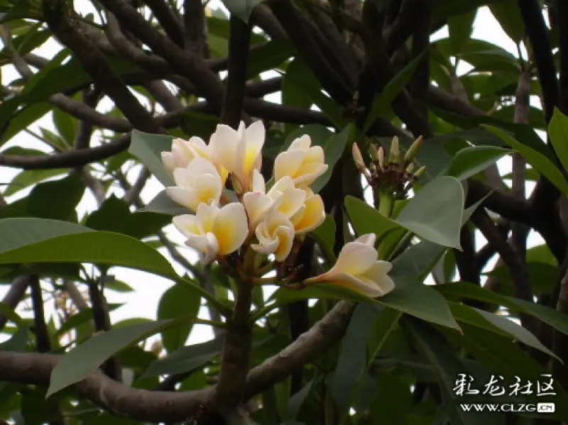 水果花系列之二十三菠萝蜜花