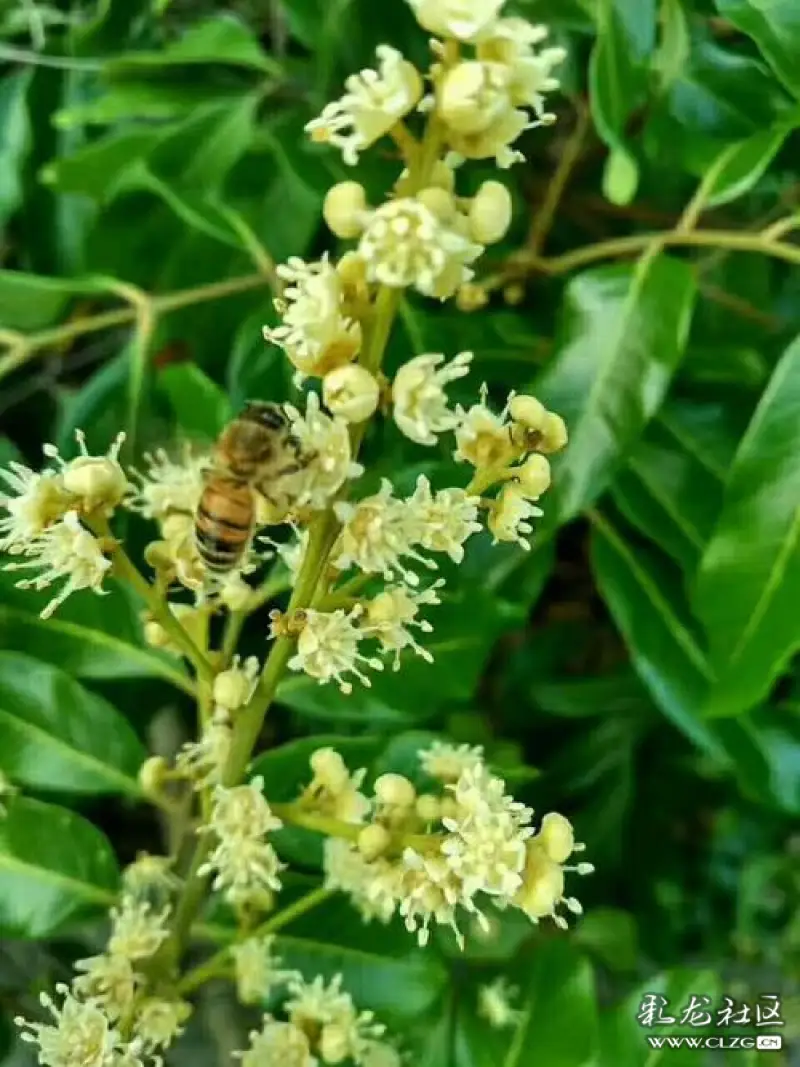 水果花系列之(二十八)桂圆花一一太像荔枝花了!