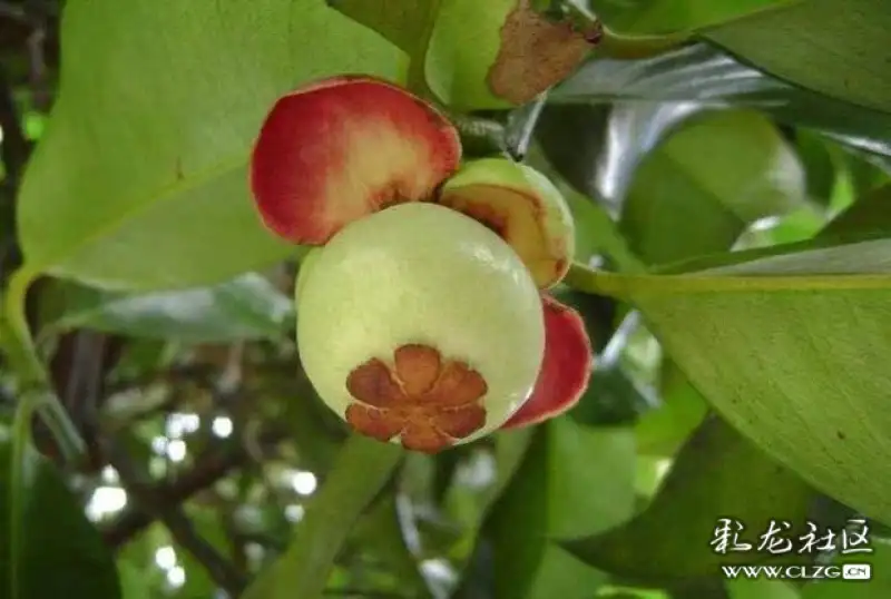 水果花系列之三十一山竹花