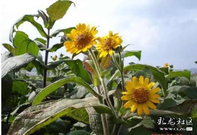 水果花系列之(四十四)雪莲果花