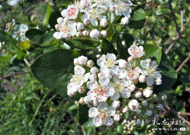 水果花系列之(四十九)野樱莓花,又称不老莓.