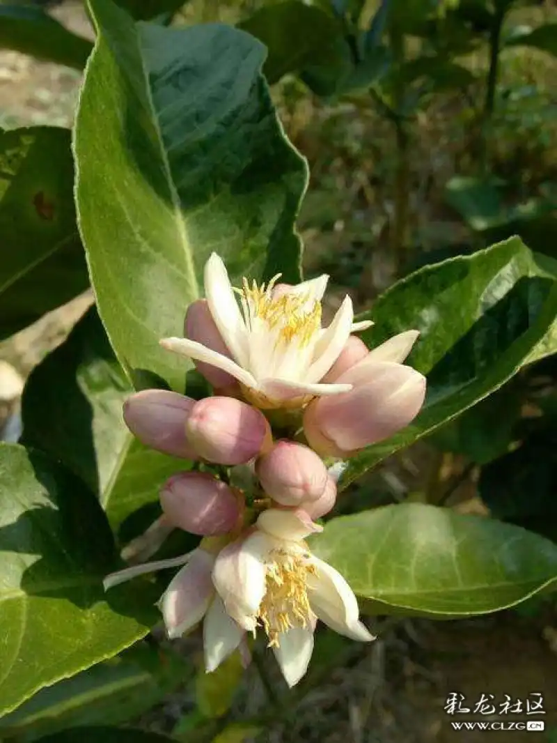 水果花系列之(五十五)香橼花一一此水果因为太酸了不能直接食用,可以