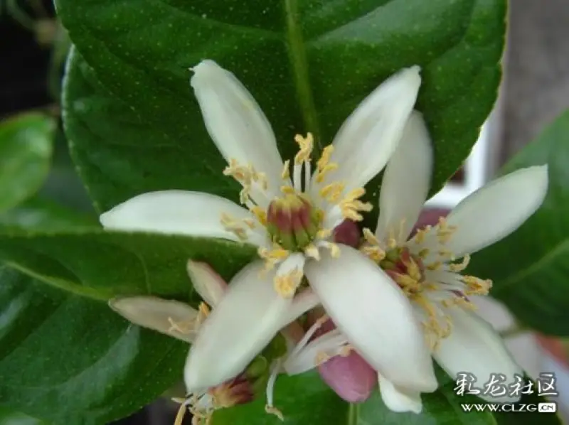 水果花系列之(五十五)香橼花一一此水果因为太酸了不能直接食用,可以