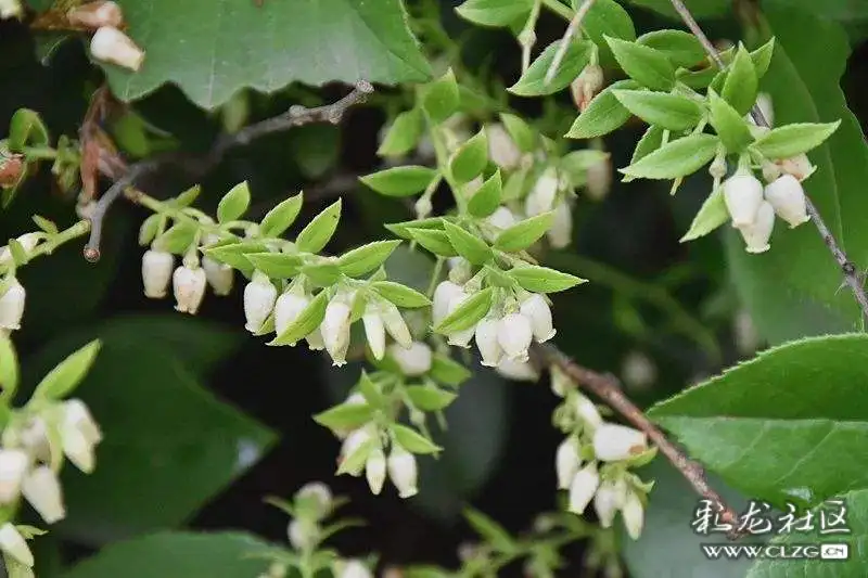 水果花系列之六十七乌饭子果花一一怪怪的名字